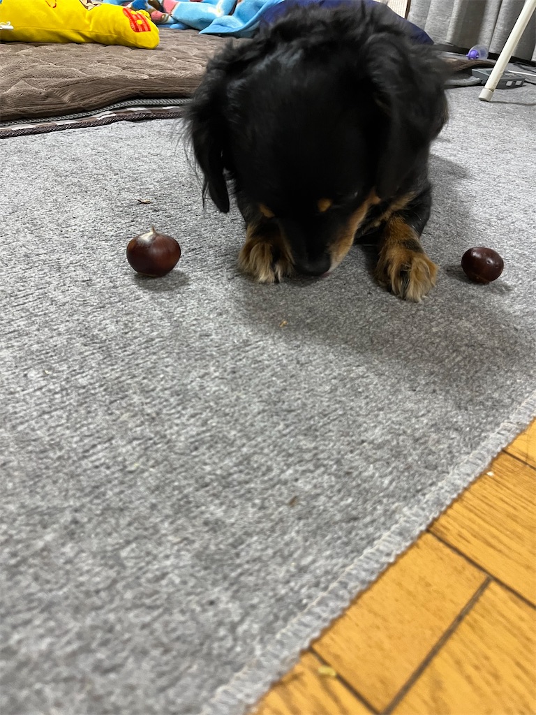f:id:goukakuigakubu:20241008092238j:image f:id:goukakuigakubu:20241008092238j:image