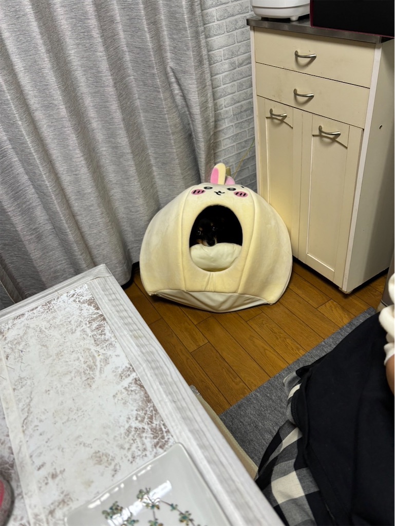 f:id:goukakuigakubu:20241016230817j:image