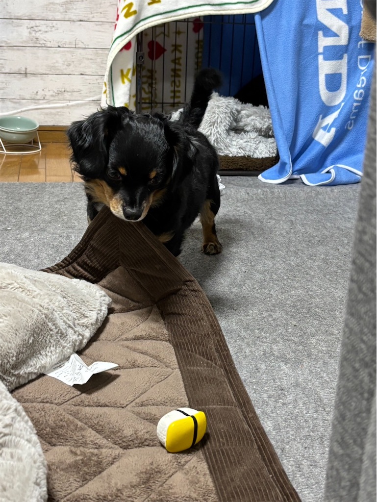 f:id:goukakuigakubu:20241202114659j:image