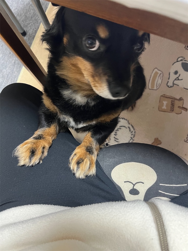 f:id:goukakuigakubu:20241205110059j:image