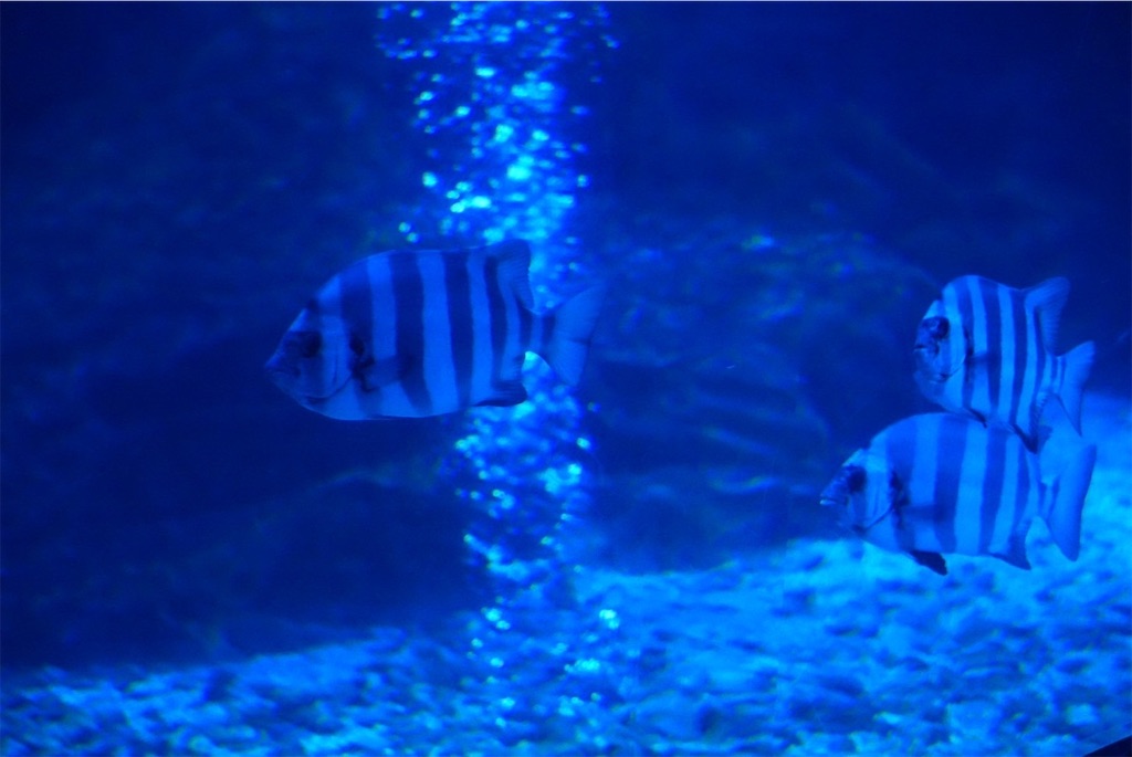 f:id:goukakuigakubu:20241218101432j:image