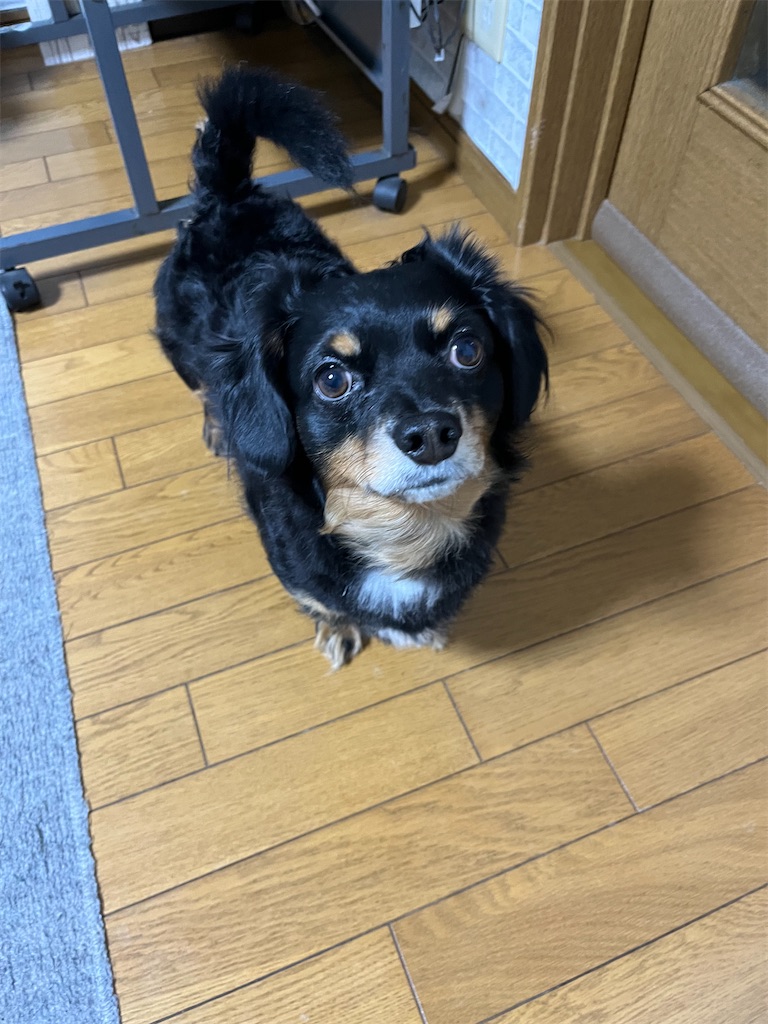 f:id:goukakuigakubu:20241220164234j:image