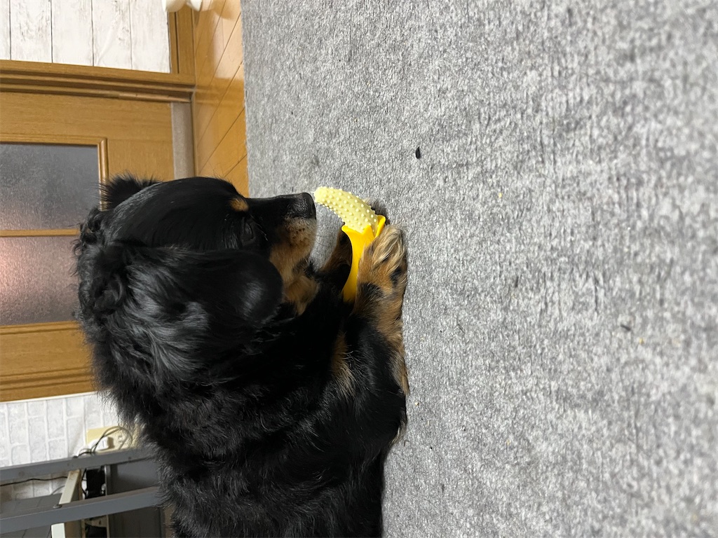 f:id:goukakuigakubu:20241227133340j:image