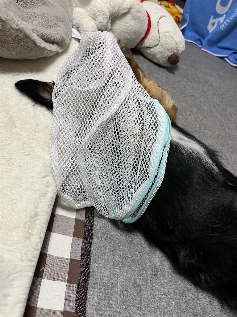 f:id:goukakuigakubu:20250319113457j:image