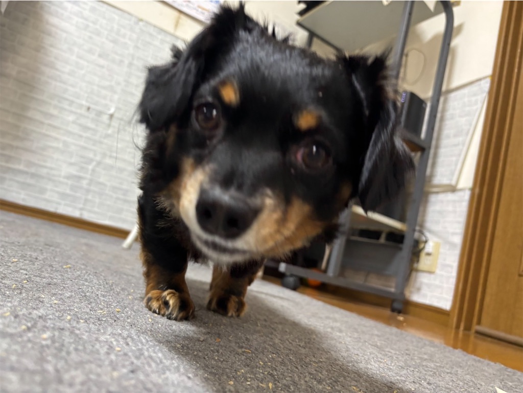 f:id:goukakuigakubu:20250331091859j:image