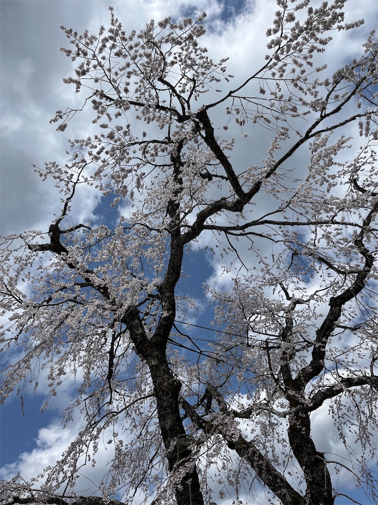 f:id:goukakuigakubu:20250406094732j:image