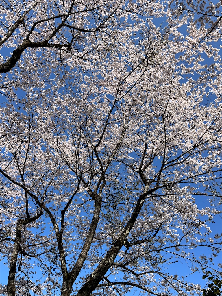 f:id:goukakuigakubu:20250412221413j:image