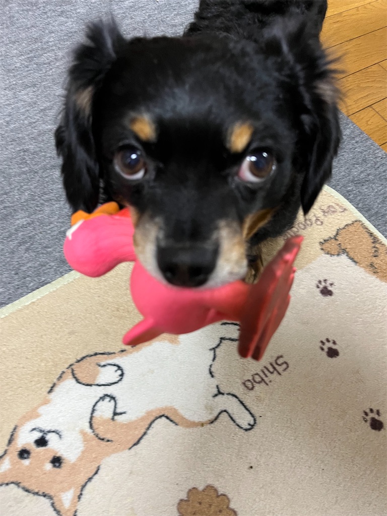 f:id:goukakuigakubu:20250412222055j:image