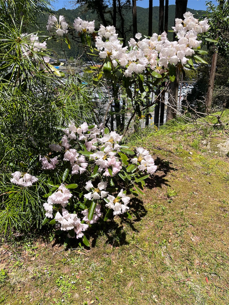 f:id:goukakuigakubu:20250502091441j:image