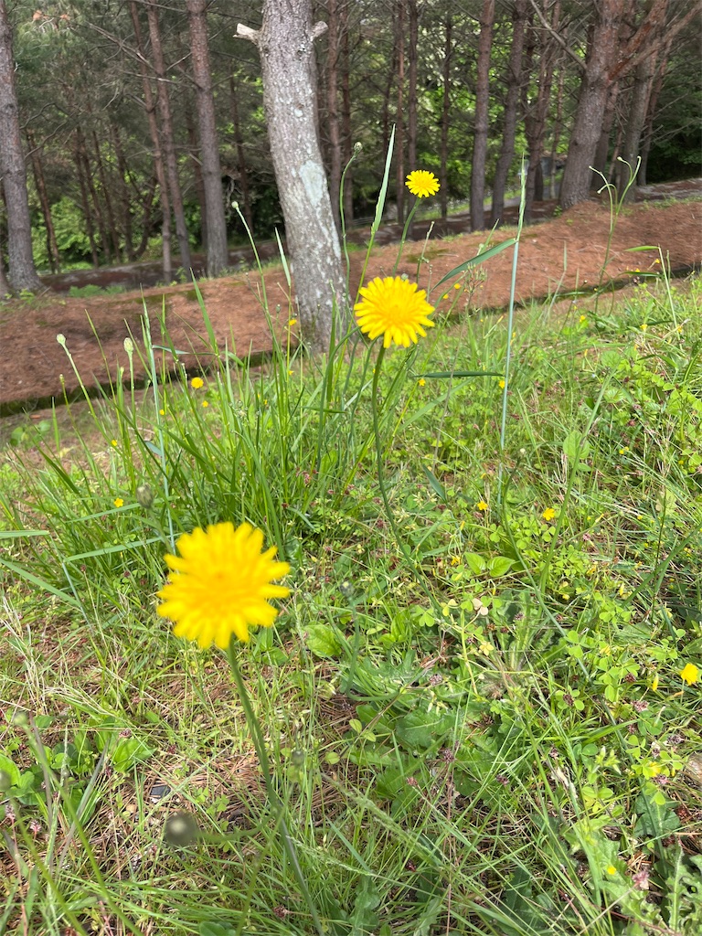 f:id:goukakuigakubu:20250513161354j:image