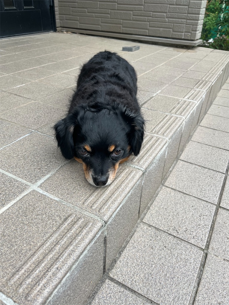 f:id:goukakuigakubu:20250519101329j:image