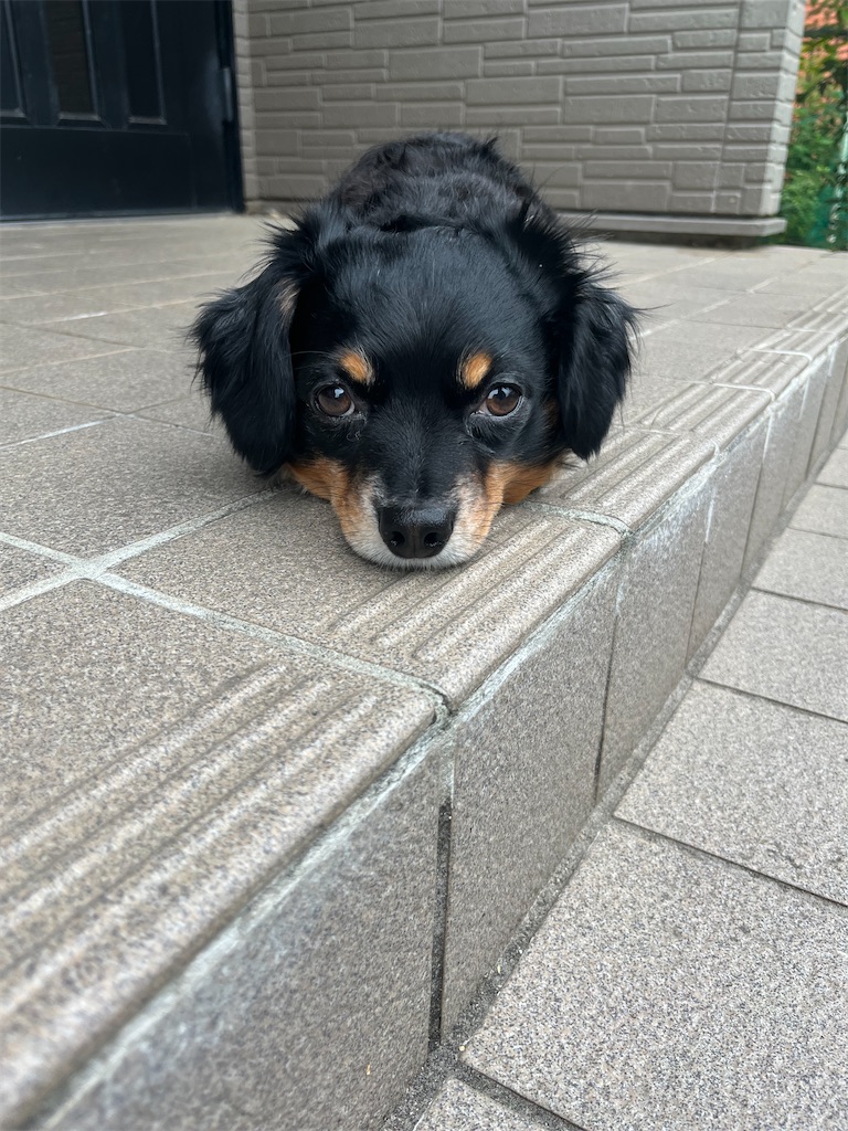 f:id:goukakuigakubu:20250519101332j:image