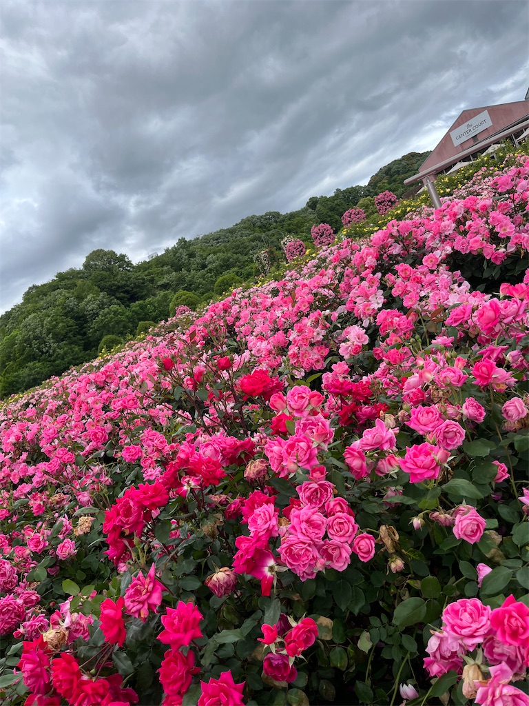 f:id:goukakuigakubu:20250530191158j:image