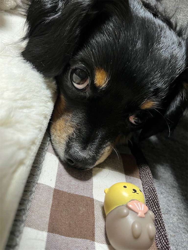 f:id:goukakuigakubu:20250604095820j:image
