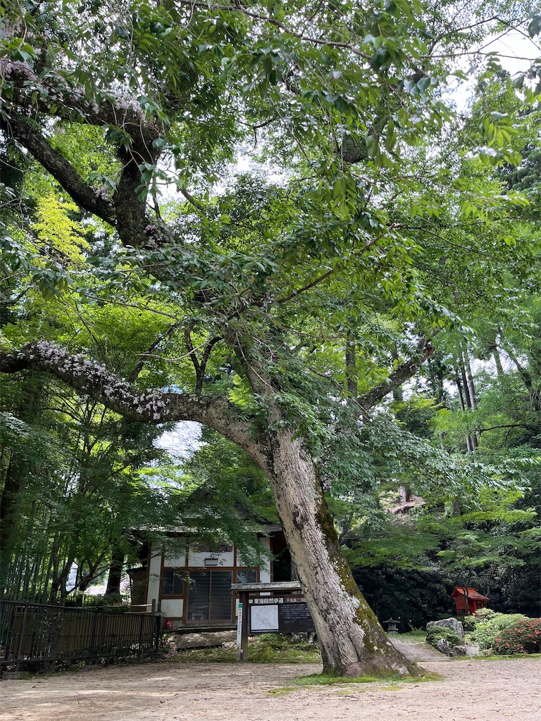 f:id:goukakuigakubu:20250622135041j:image