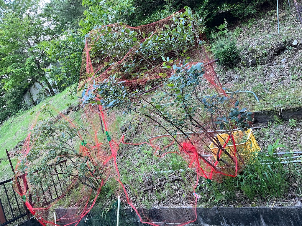 f:id:goukakuigakubu:20250624123218j:image