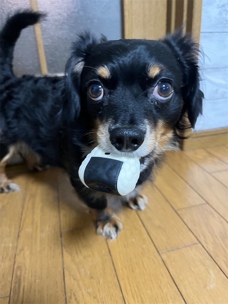 f:id:goukakuigakubu:20250624142940j:image