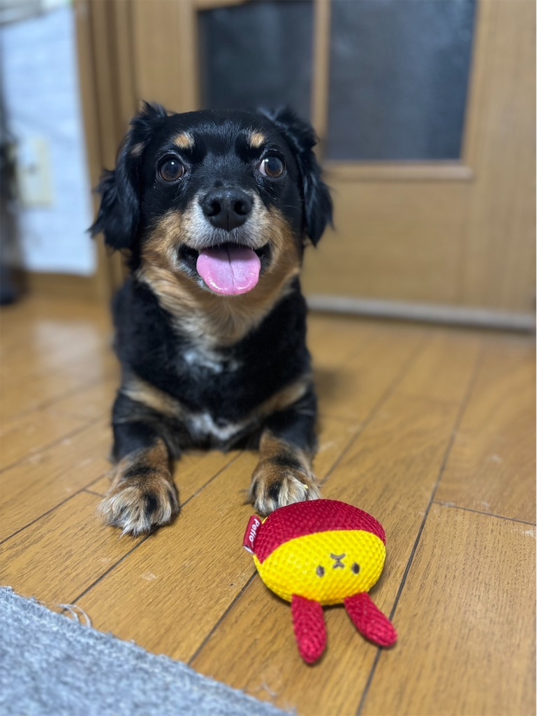 f:id:goukakuigakubu:20250705232113j:image