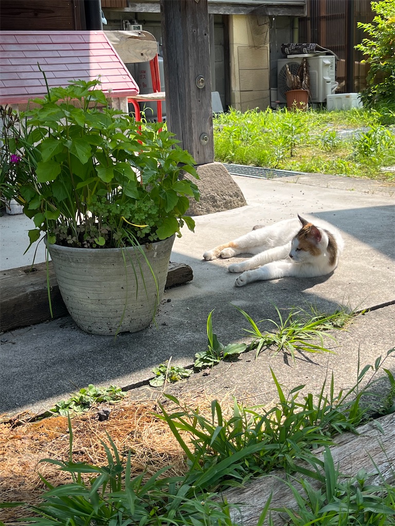 f:id:goukakuigakubu:20250710085647j:image