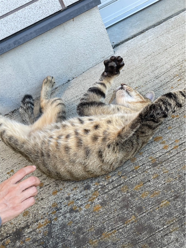 f:id:goukakuigakubu:20251002161148j:image