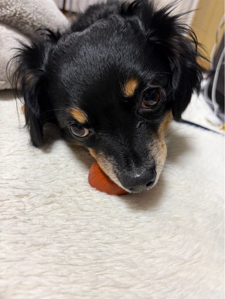 f:id:goukakuigakubu:20251120122625j:image f:id:goukakuigakubu:20251120122625j:image
