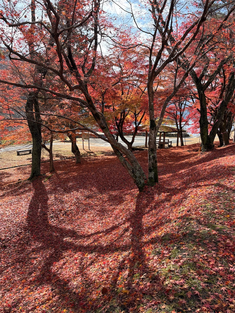 f:id:goukakuigakubu:20251206190534j:image f:id:goukakuigakubu:20251206190534j:image