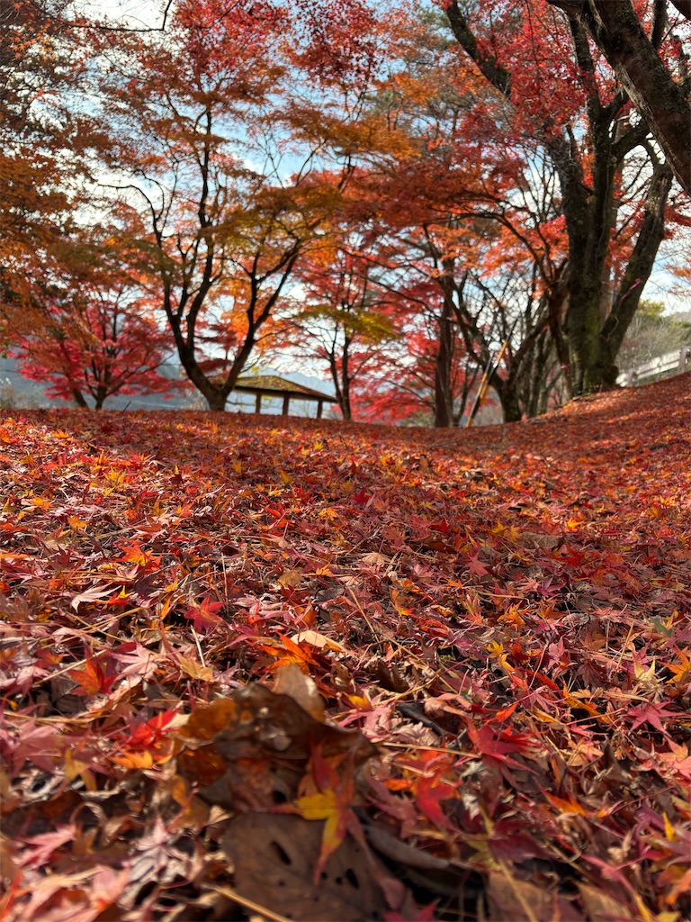 f:id:goukakuigakubu:20251206190542j:image f:id:goukakuigakubu:20251206190542j:image