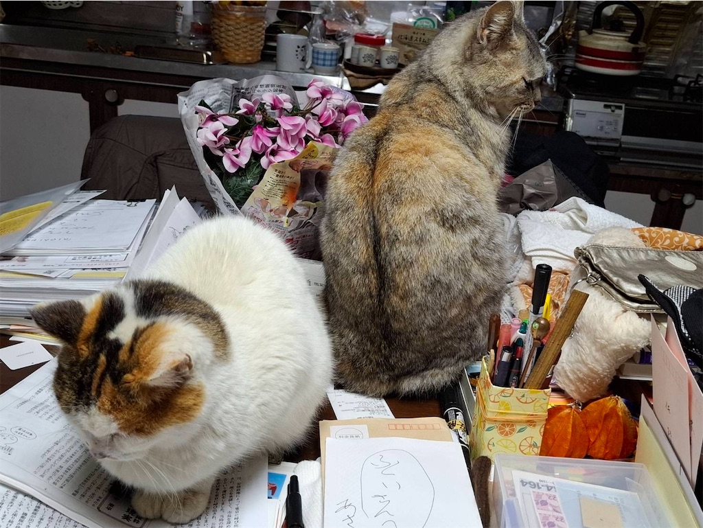 f:id:goukakuigakubu:20260202084904j:image