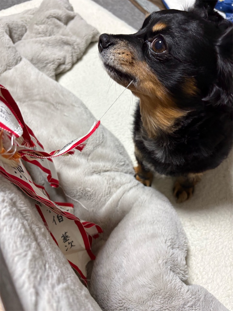 f:id:goukakuigakubu:20260323171550j:image