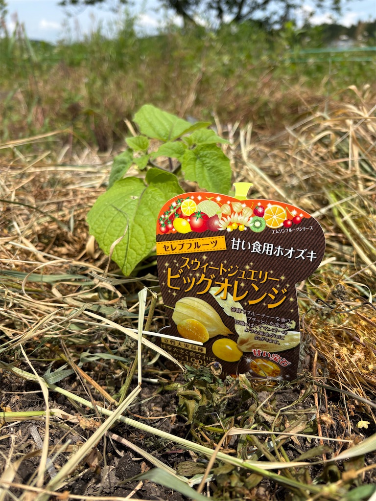 f:id:goukakuigakubu:20260513160721j:image