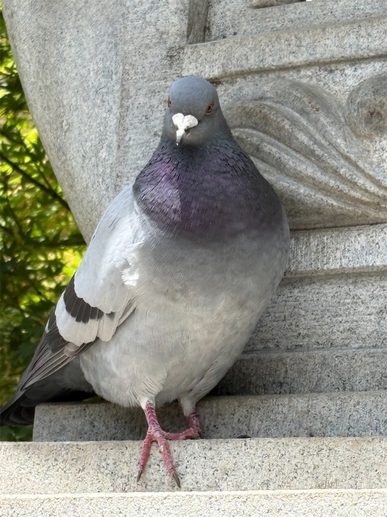 f:id:goukakuigakubu:20260526192830j:image