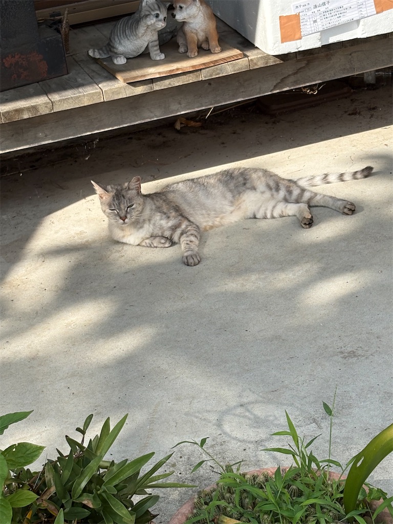 f:id:goukakuigakubu:20260808123244j:image f:id:goukakuigakubu:20260808123244j:image