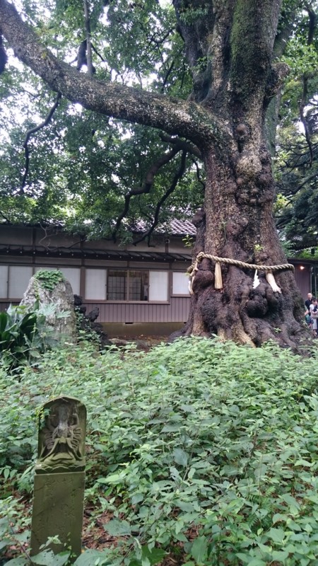 f:id:goukakutoori:20150715155102j:image:w360 f:id:goukakutoori:20150715155102j:image:w360