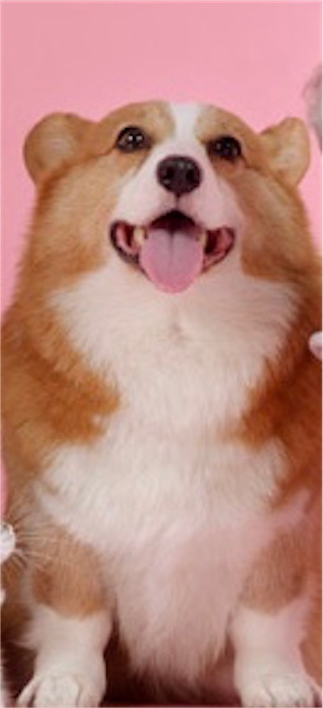 f:id:goumaji:20190721123632j:image f:id:goumaji:20190721123632j:image