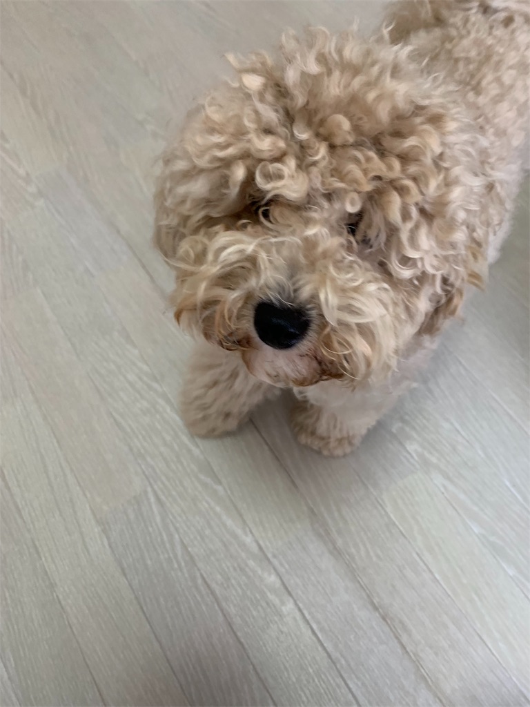 f:id:goumaji:20191106124323j:image