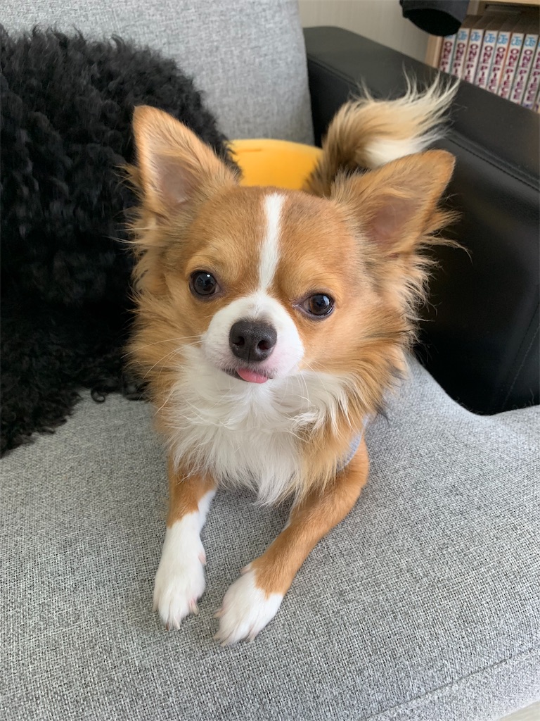 f:id:goumaji:20191106124401j:image