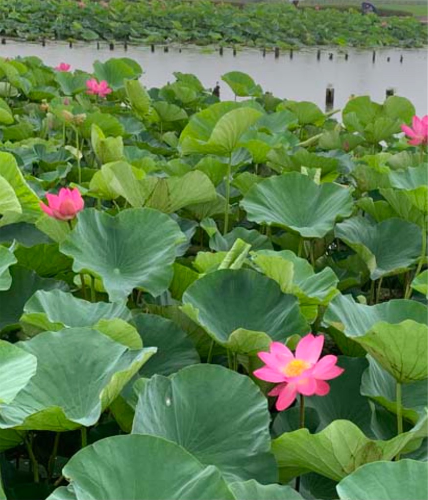 f:id:goumaji:20210714125548j:image f:id:goumaji:20210714125548j:image