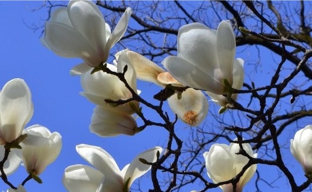 f:id:goumaji:20211007103502j:image