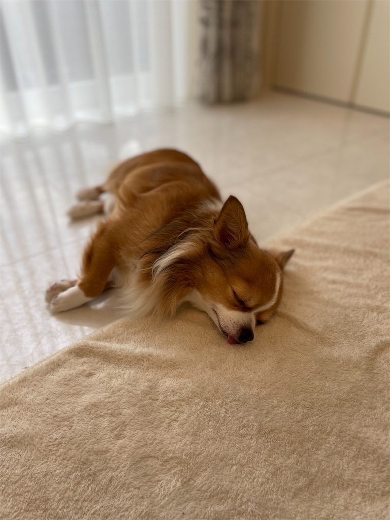 f:id:goumaji:20220927124623j:image