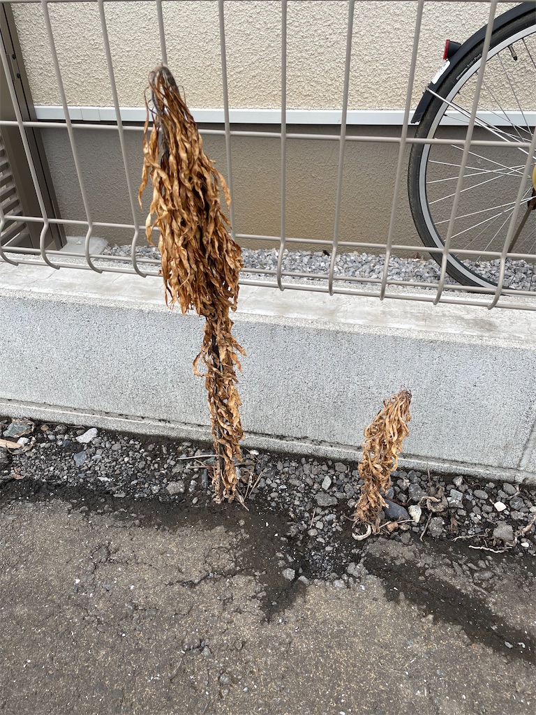 f:id:goumaji:20230713150551j:image f:id:goumaji:20230713150551j:image