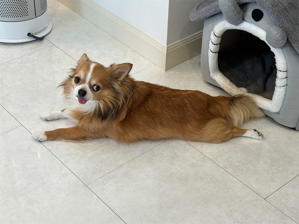 f:id:goumaji:20240507131045j:image