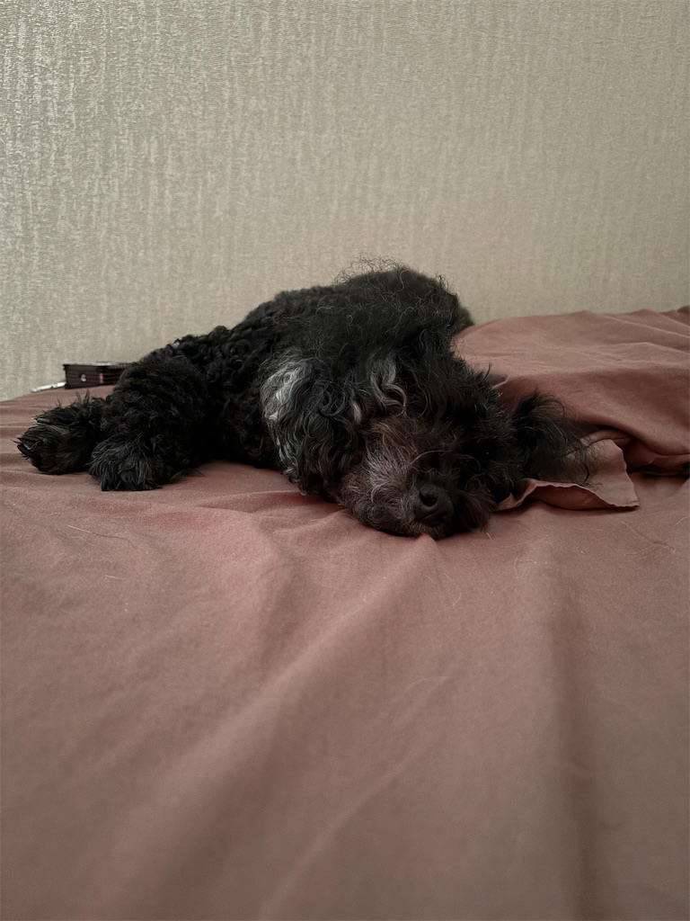 f:id:goumaji:20240627070223j:image f:id:goumaji:20240627070223j:image