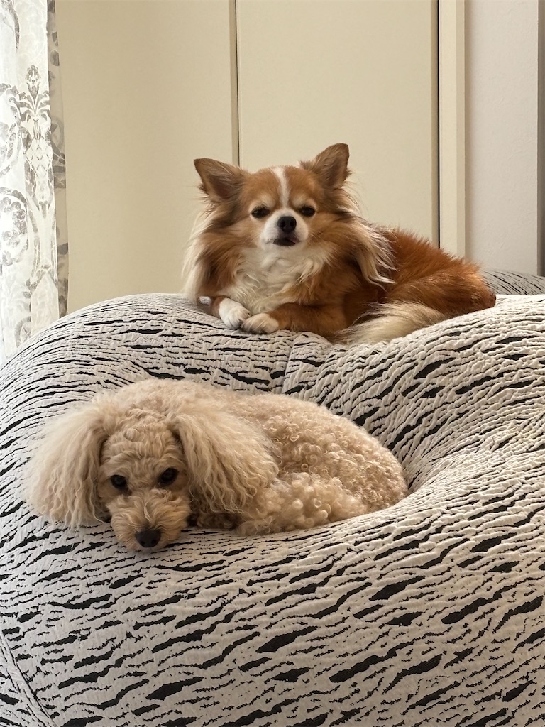 f:id:goumaji:20250926140925j:image