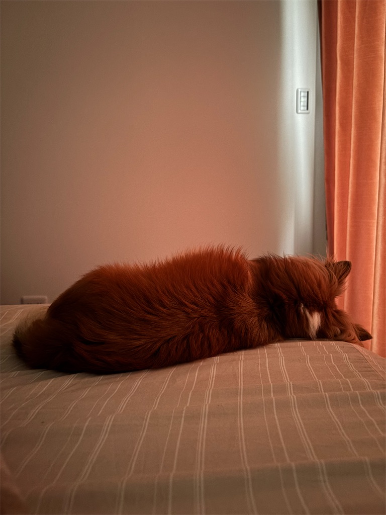 f:id:goumaji:20251011082538j:image