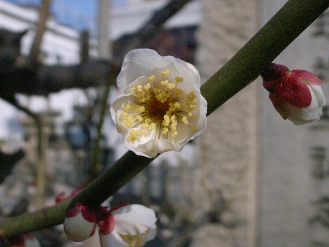 イメージ 3