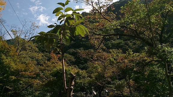 イメージ 5