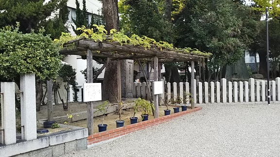 イメージ 8