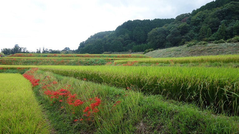 f:id:gourmet_j:20190923211504j:plain