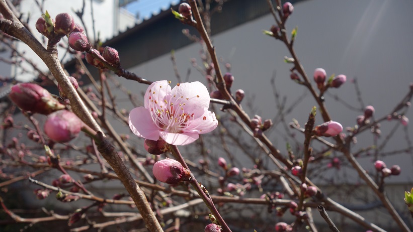 f:id:gourmet_j:20200312140927j:plain