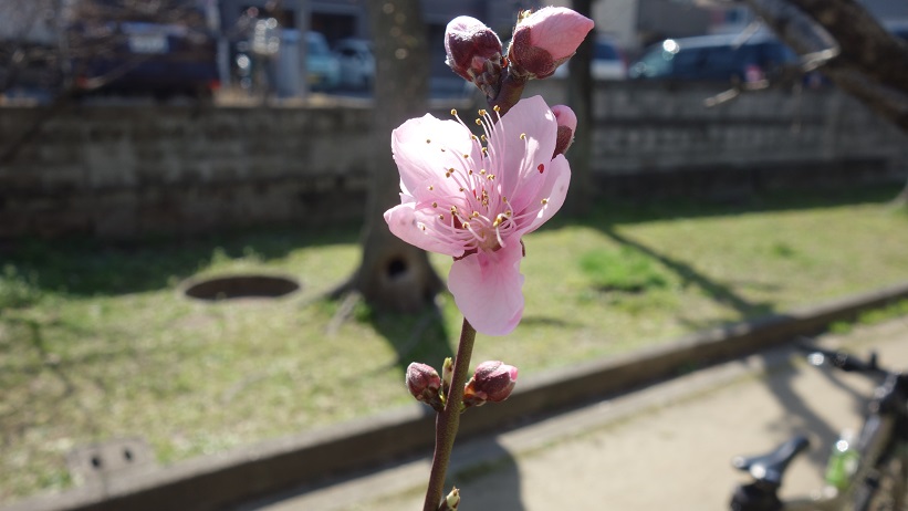 f:id:gourmet_j:20200312141315j:plain